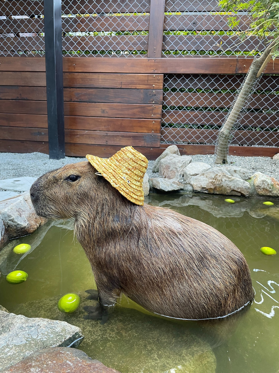 Capybara 101: An Introduction to the World's Largest Rodent